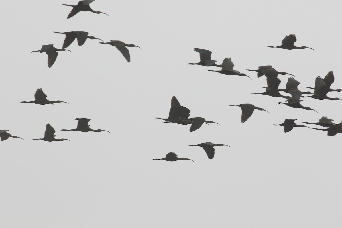 White-faced Ibis - Anonymous