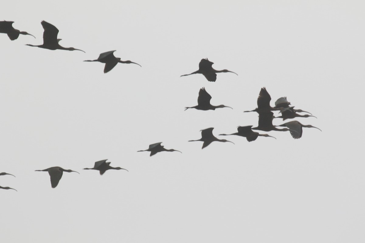 White-faced Ibis - ML267168321