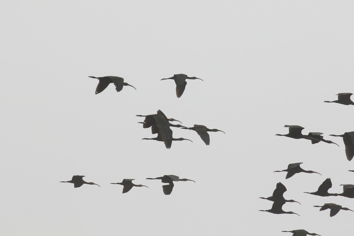 White-faced Ibis - Anonymous