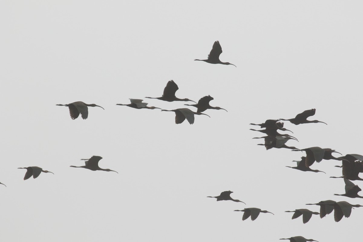 White-faced Ibis - ML267168361