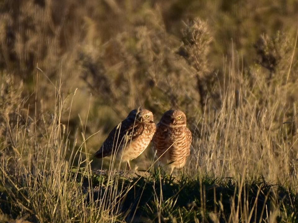 Burrowing Owl - ML26716841