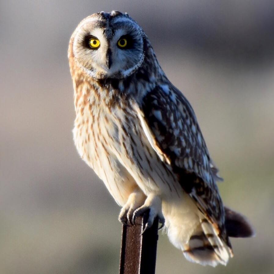 Short-eared Owl - ML26716891
