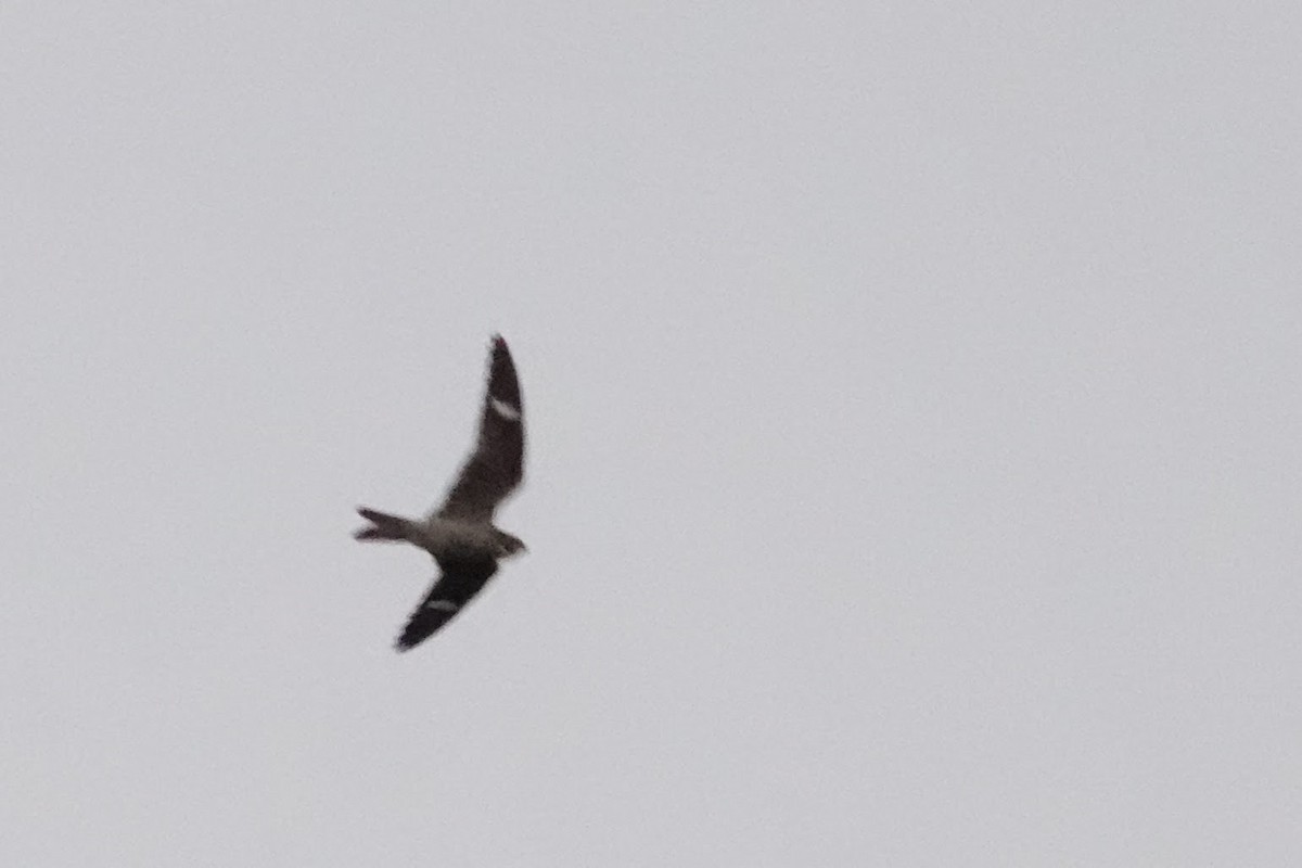 Common Nighthawk - Linda Hamp