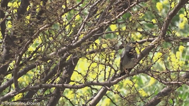 Mourning Sierra Finch - ML267171211