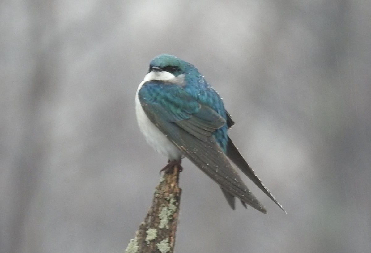 Tree Swallow - Brian Clegg