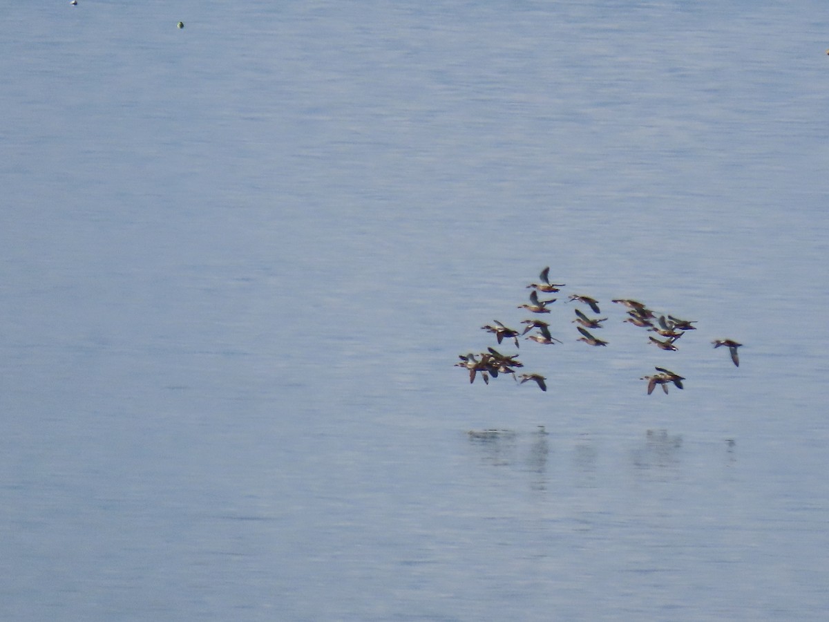 Northern Shoveler - ML267171851