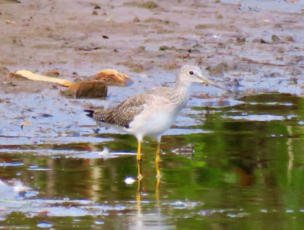 Greater Yellowlegs - ML267171981