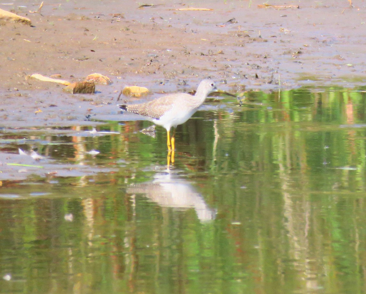 Greater Yellowlegs - ML267172041