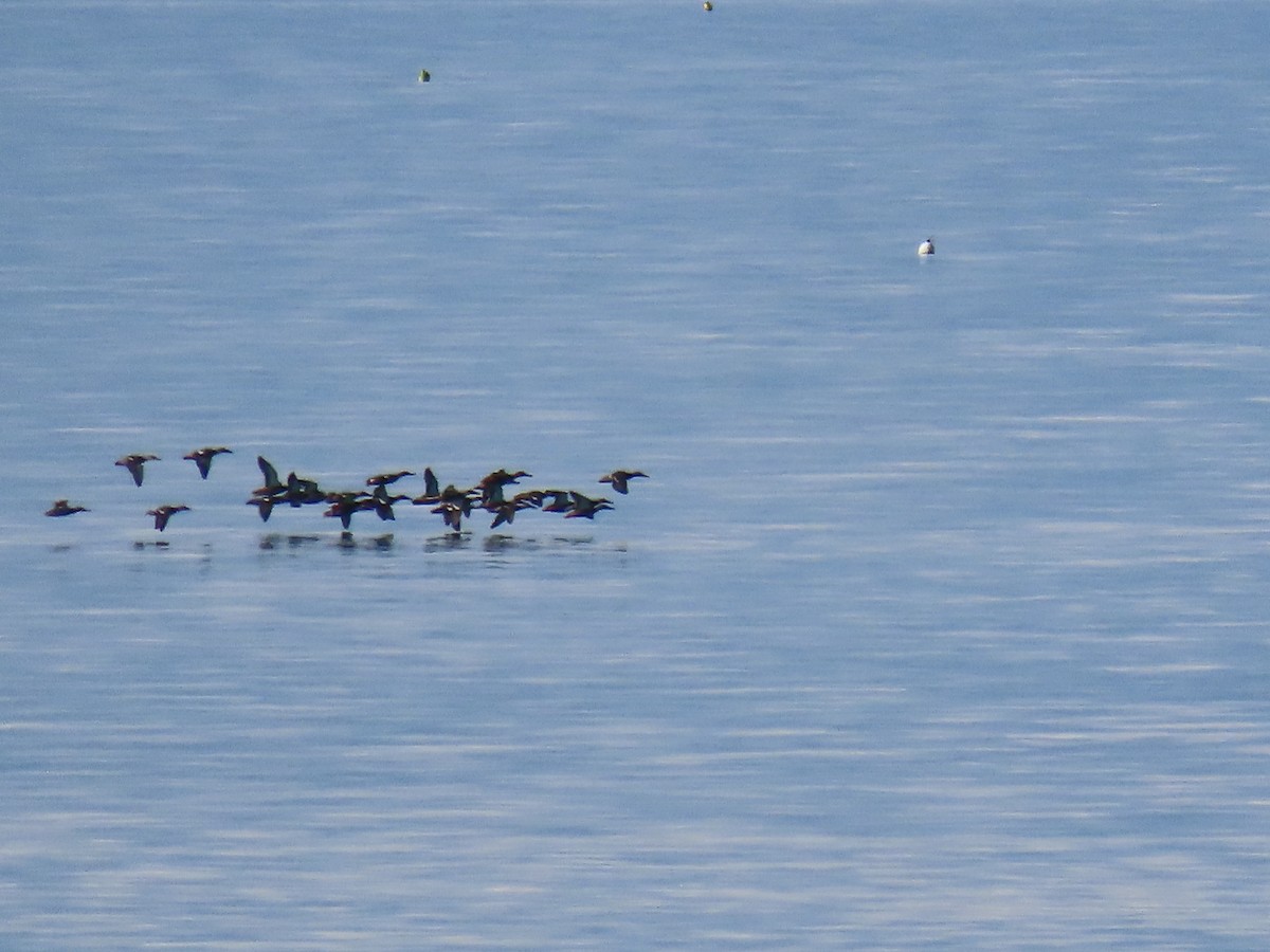 Northern Shoveler - ML267172961