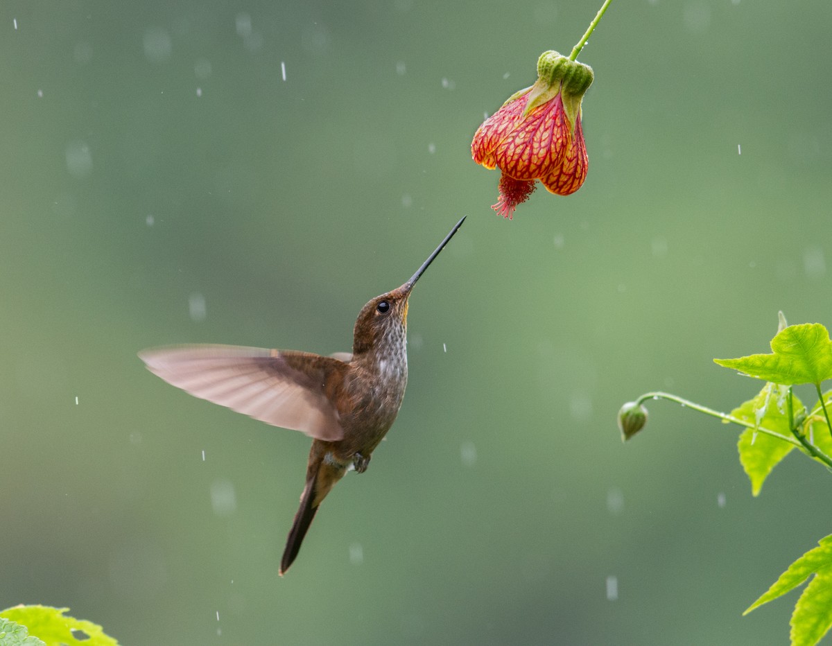 Bronzy Inca - Alex Luna