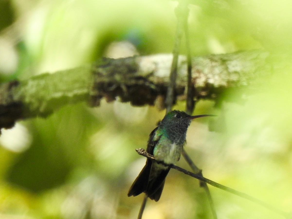 Honduran Emerald - ML267176221