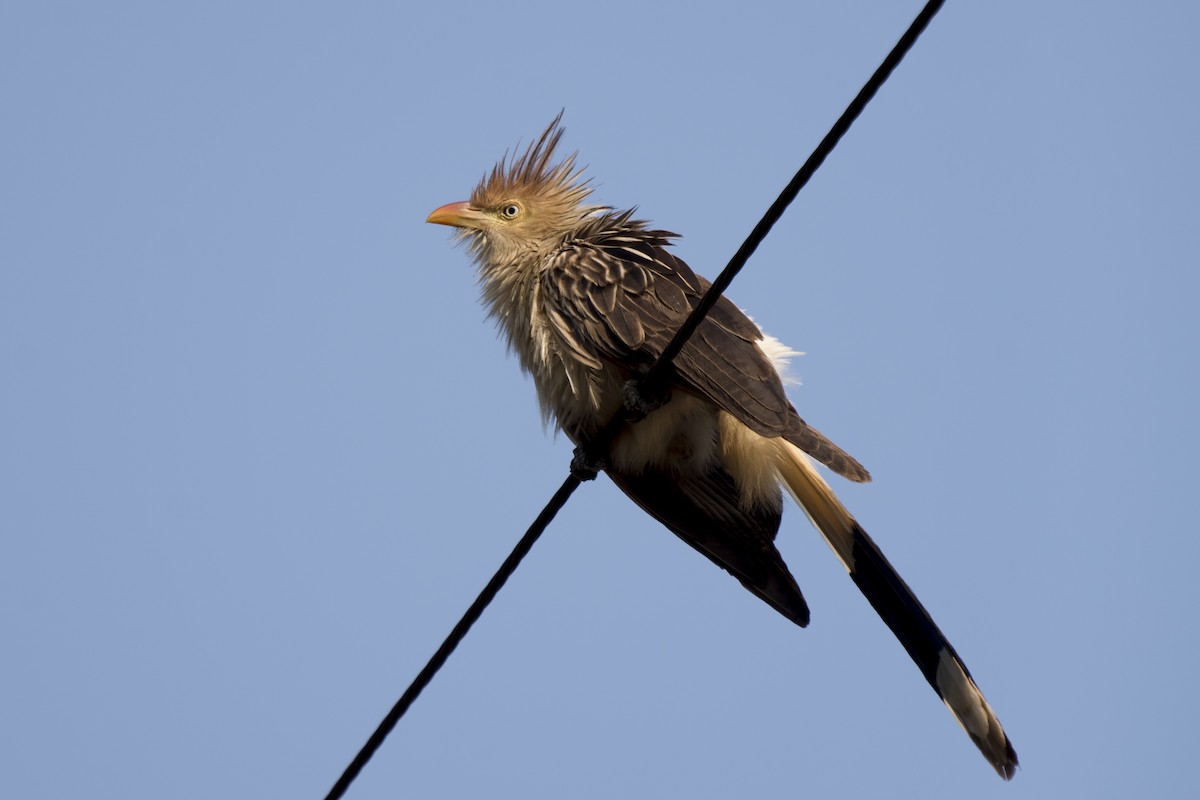 Guira Cuckoo - ML267177481