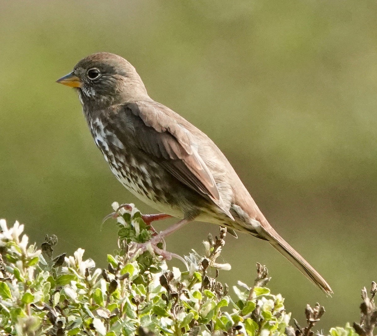 Fox Sparrow - ML267177631