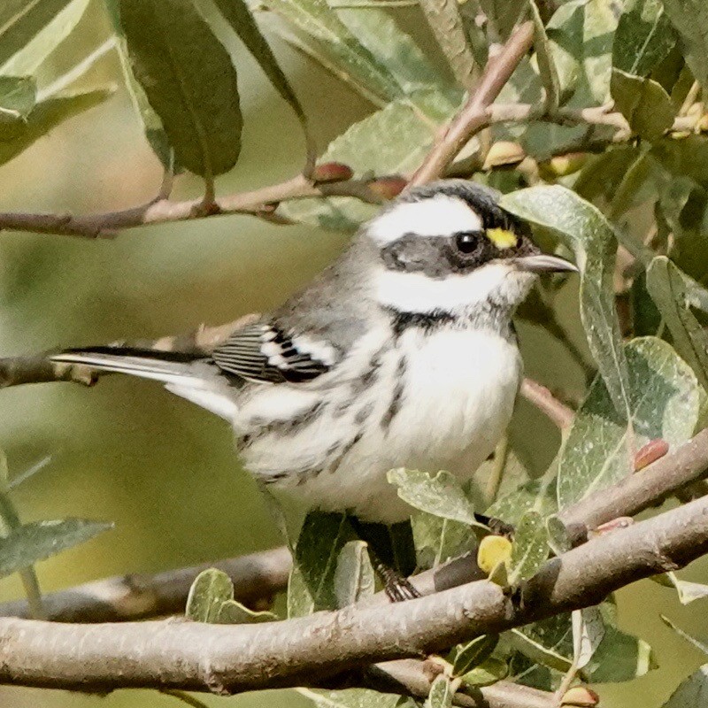 Black-throated Gray Warbler - ML267178151