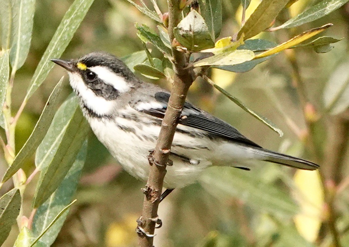 Black-throated Gray Warbler - ML267178161