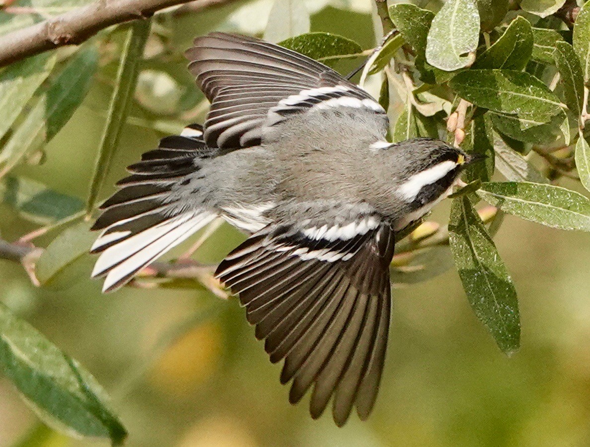 Black-throated Gray Warbler - ML267178171