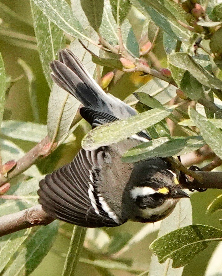 Black-throated Gray Warbler - ML267178181