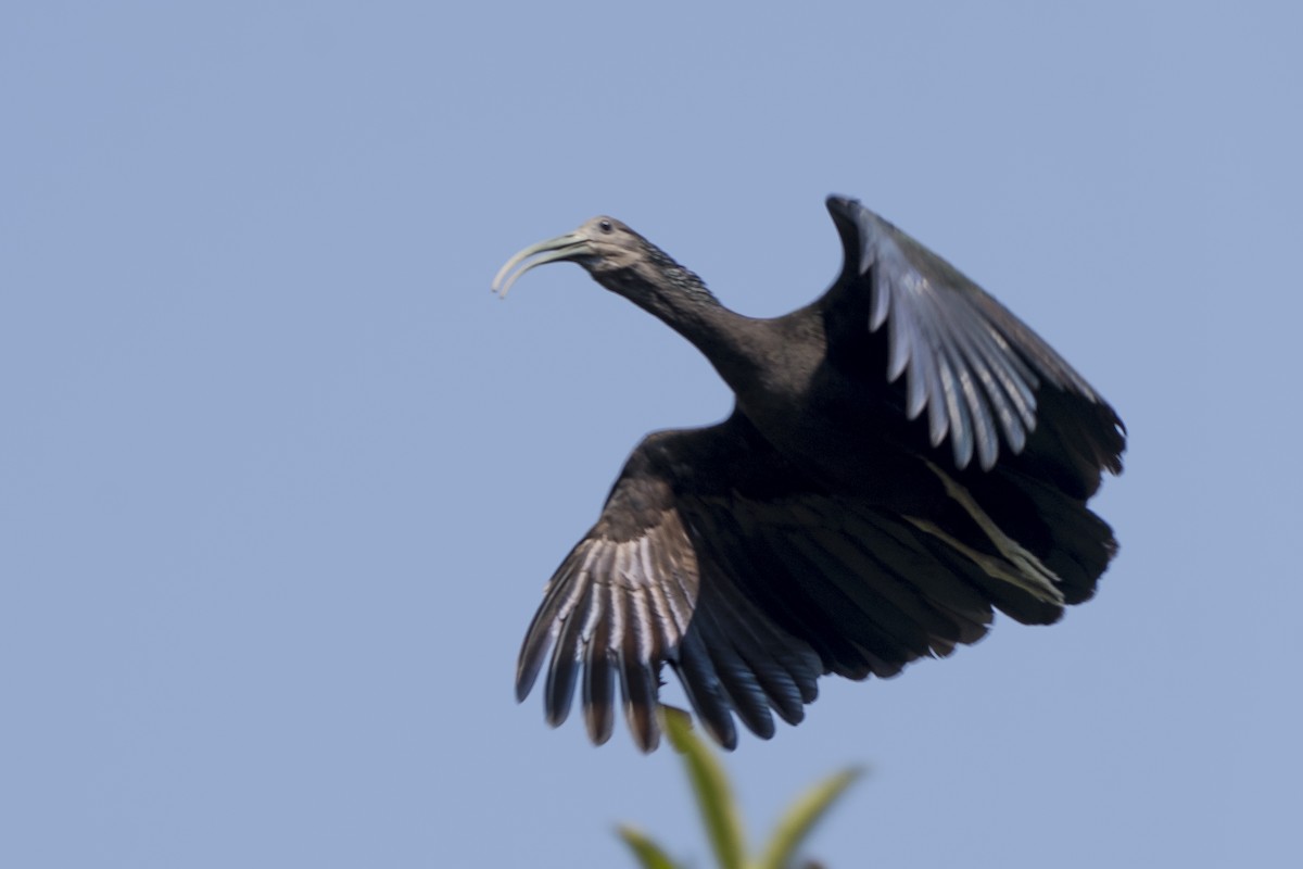 Ibis Verde - ML267178271