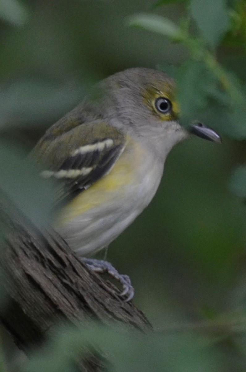 White-eyed Vireo - ML267178661