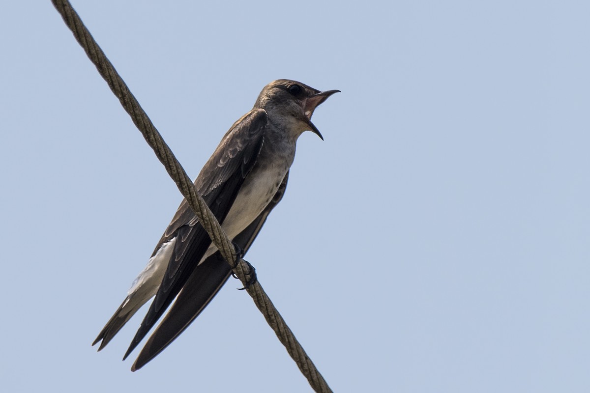 Brown-chested Martin - ML267180481