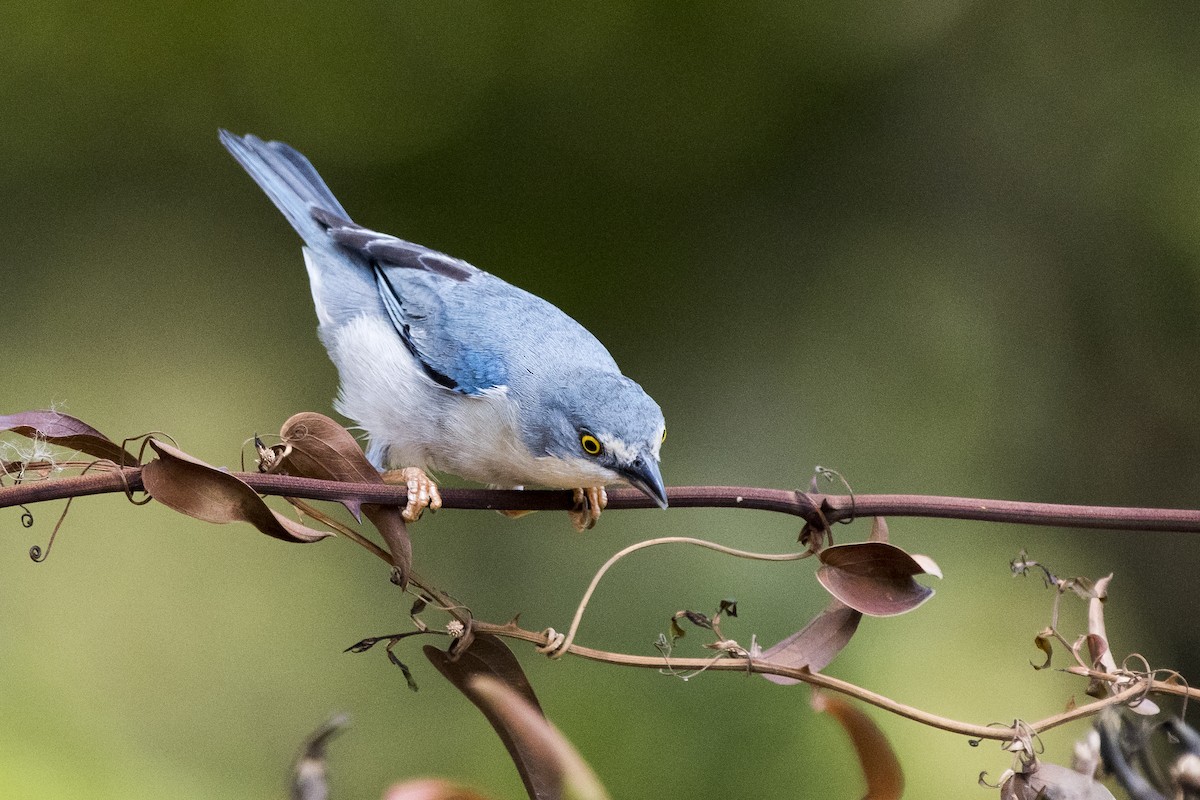 Hooded Tanager - ML267180751