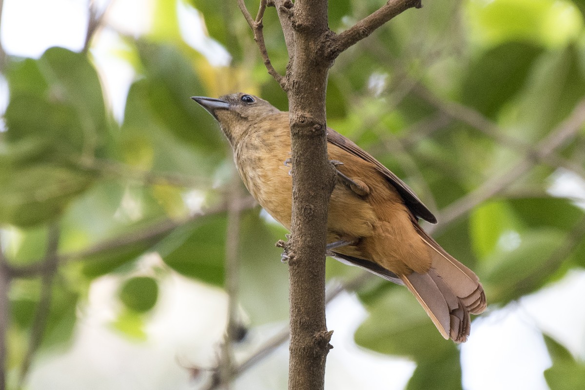 Ruby-crowned Tanager - ML267180891