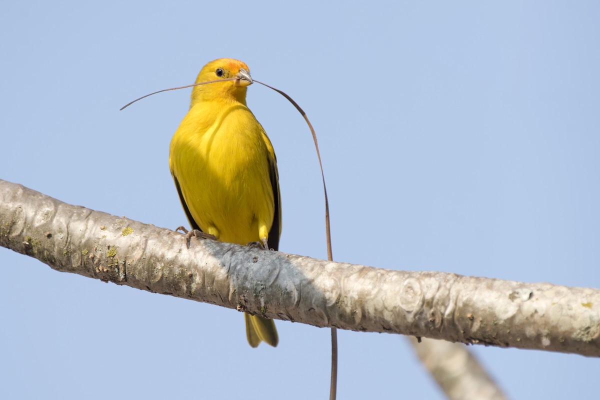 Saffron Finch - ML267181011