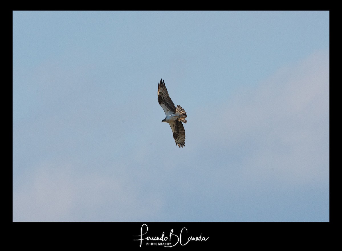 Águila Pescadora - ML267184331