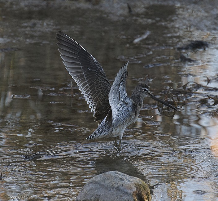 Long-billed Dowitcher - Gary Rosenberg