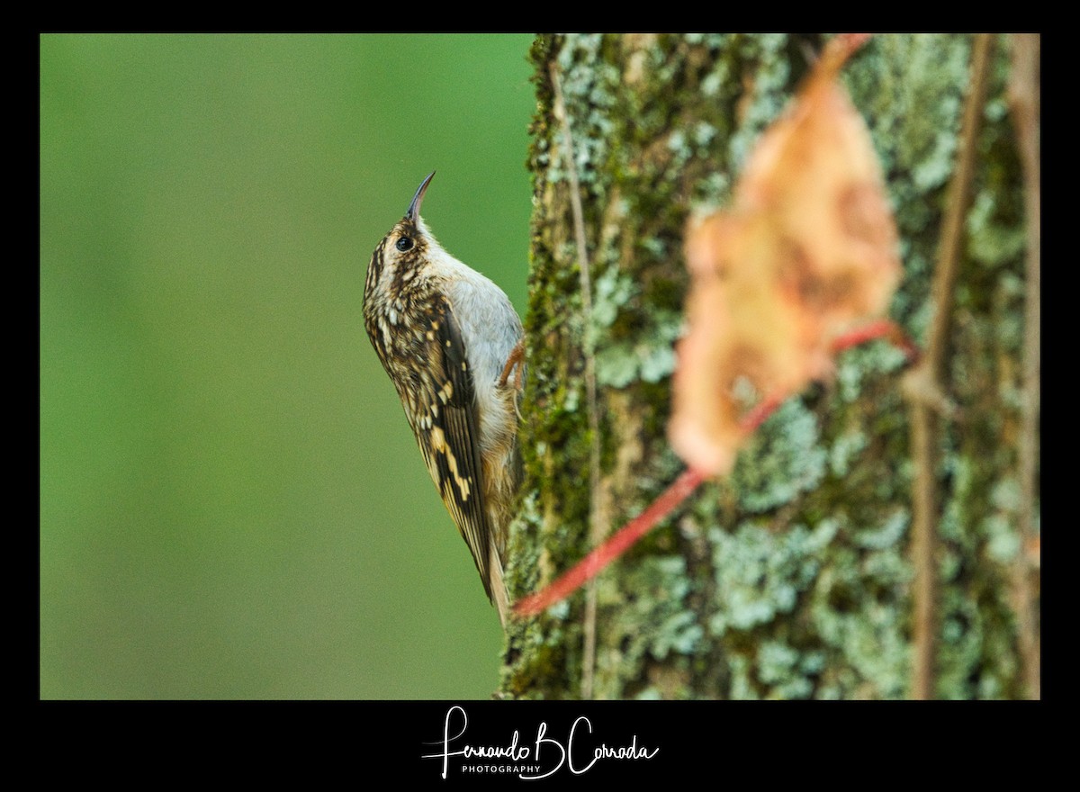 Brown Creeper - ML267185511