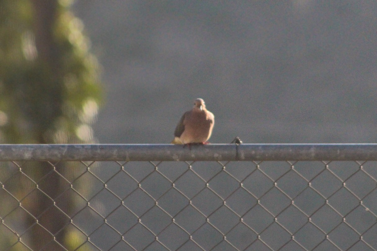 Eared Dove - ML267186611