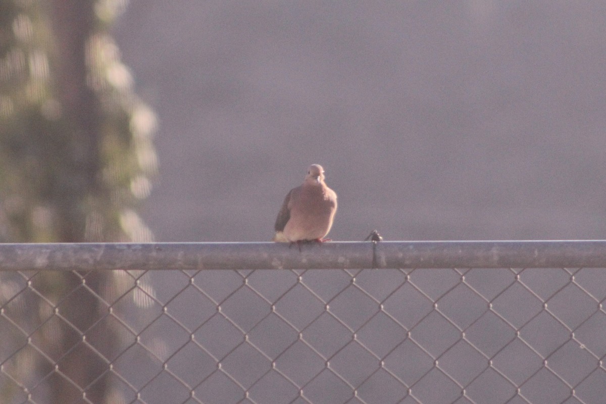 Eared Dove - ML267186671