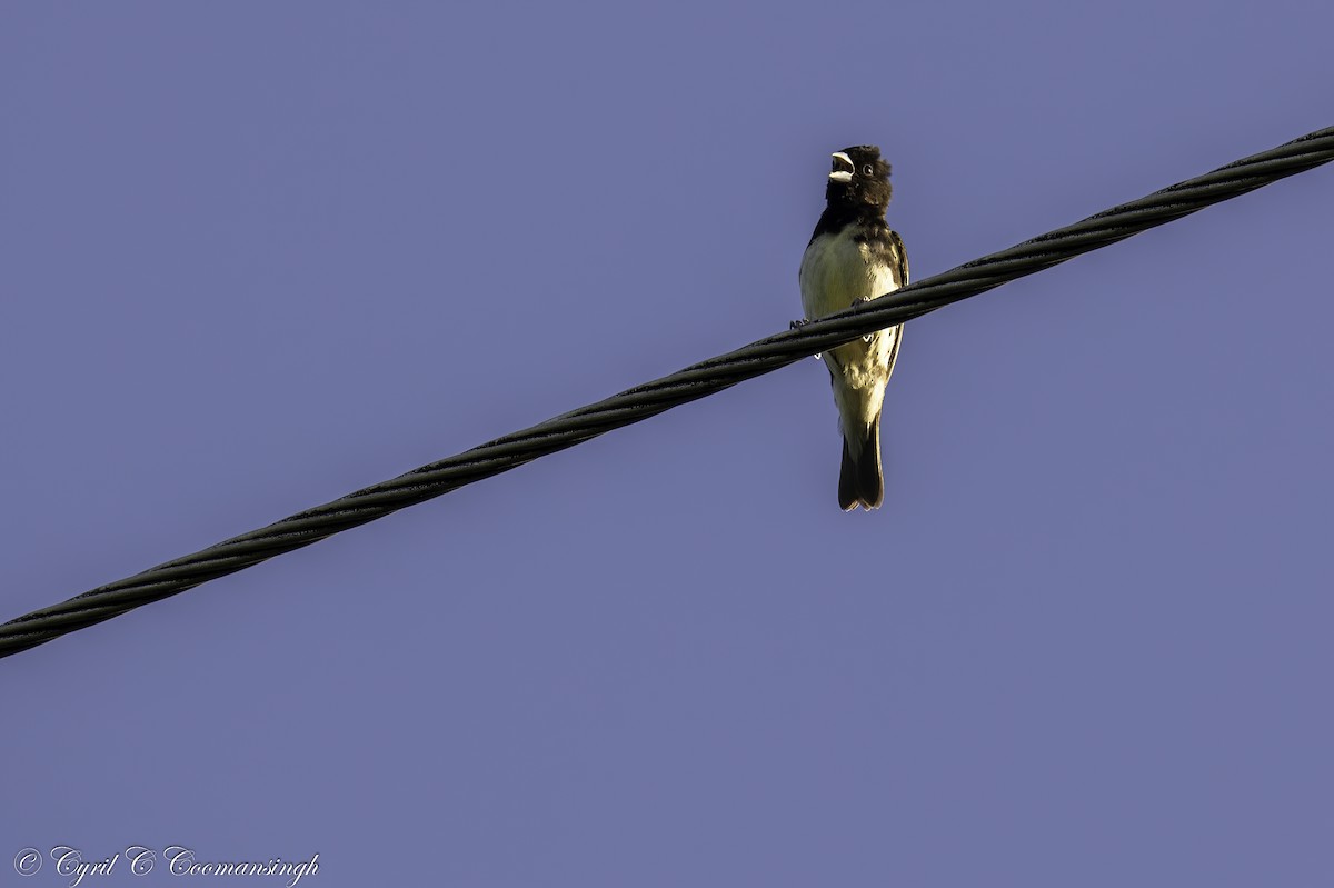 Yellow-bellied Seedeater - ML267187841