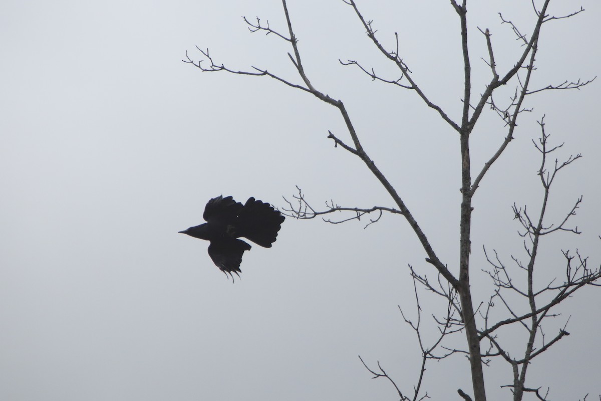 Common Raven - ML267189531