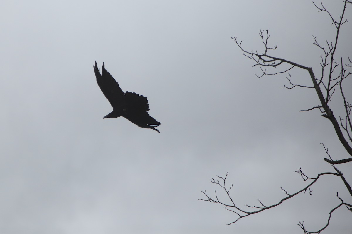 Common Raven - ML267189591