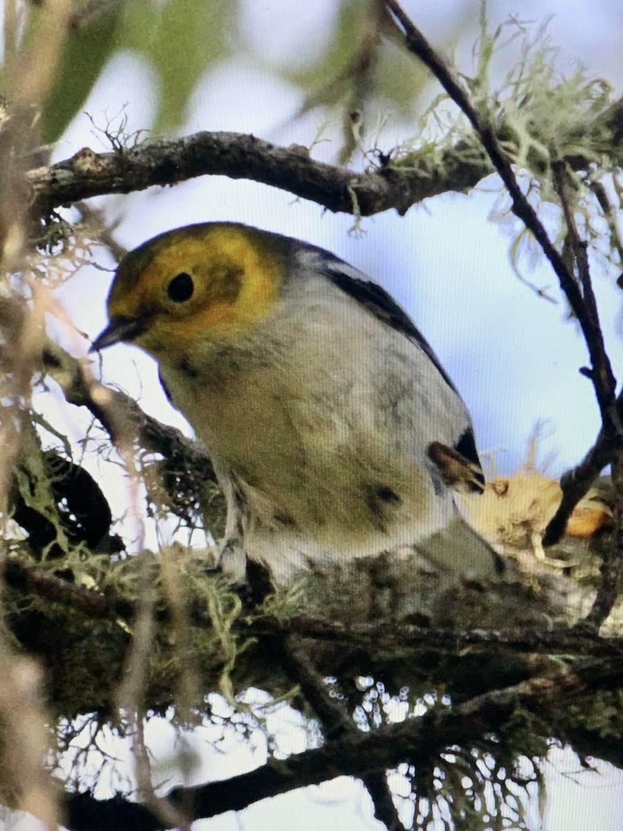 Hermit Warbler - ML267190261