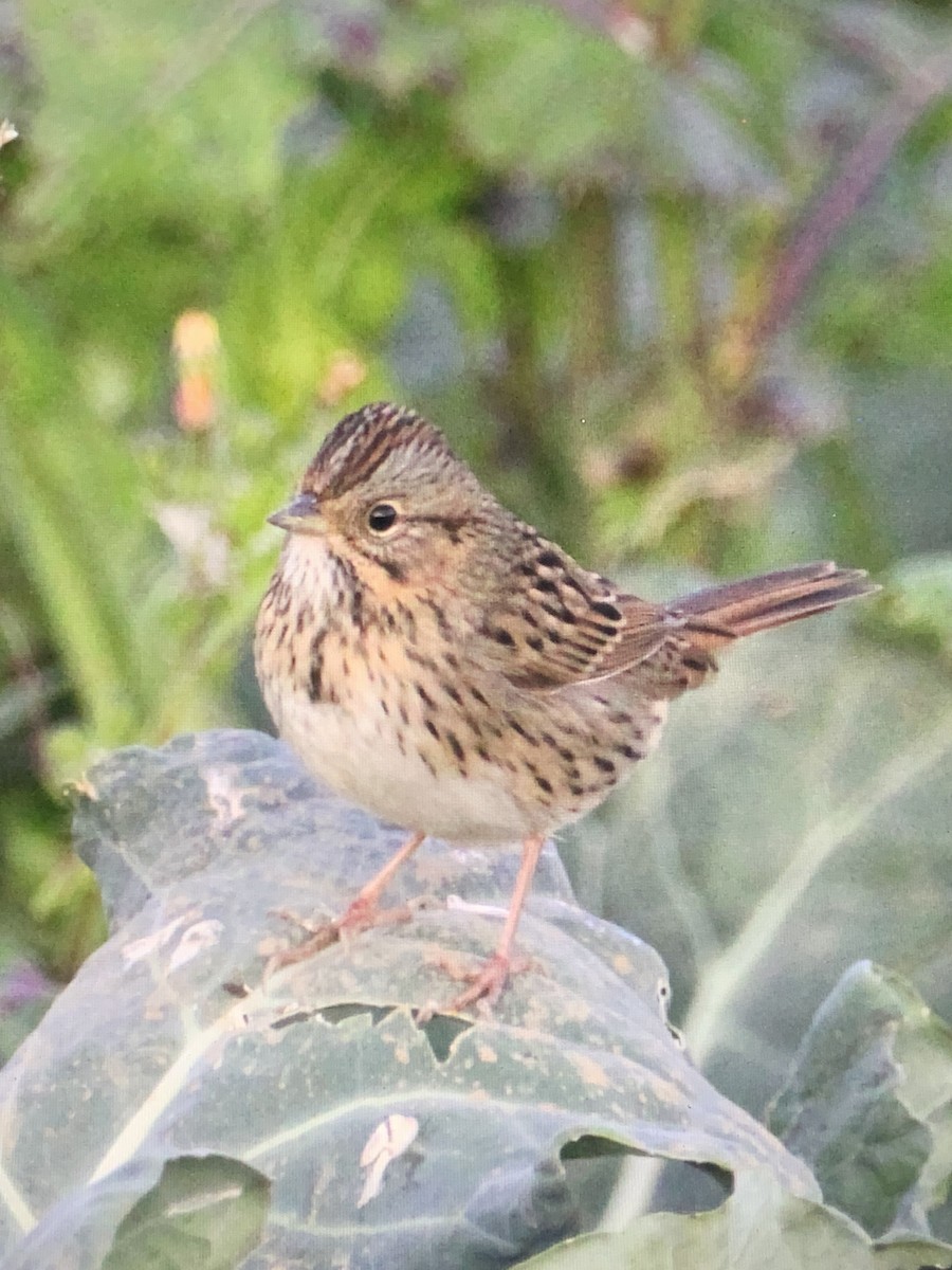 Lincoln's Sparrow - ML267190351