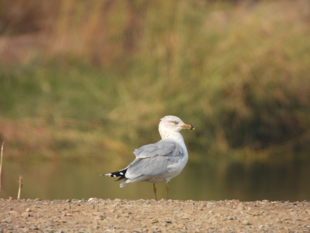 Ring-billed Gull - ML267191101