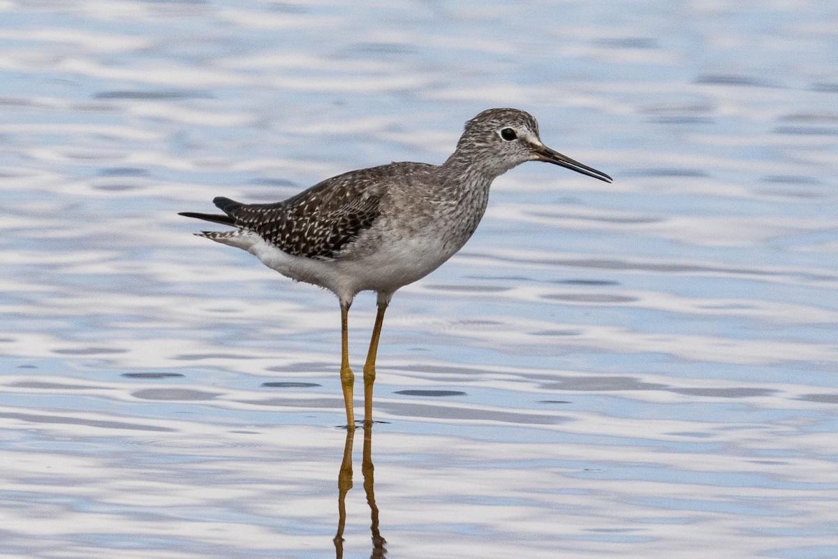 Lesser Yellowlegs - ML267191801