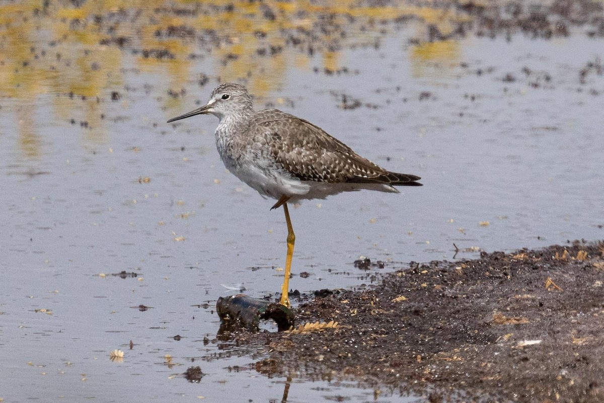 Lesser Yellowlegs - ML267191821