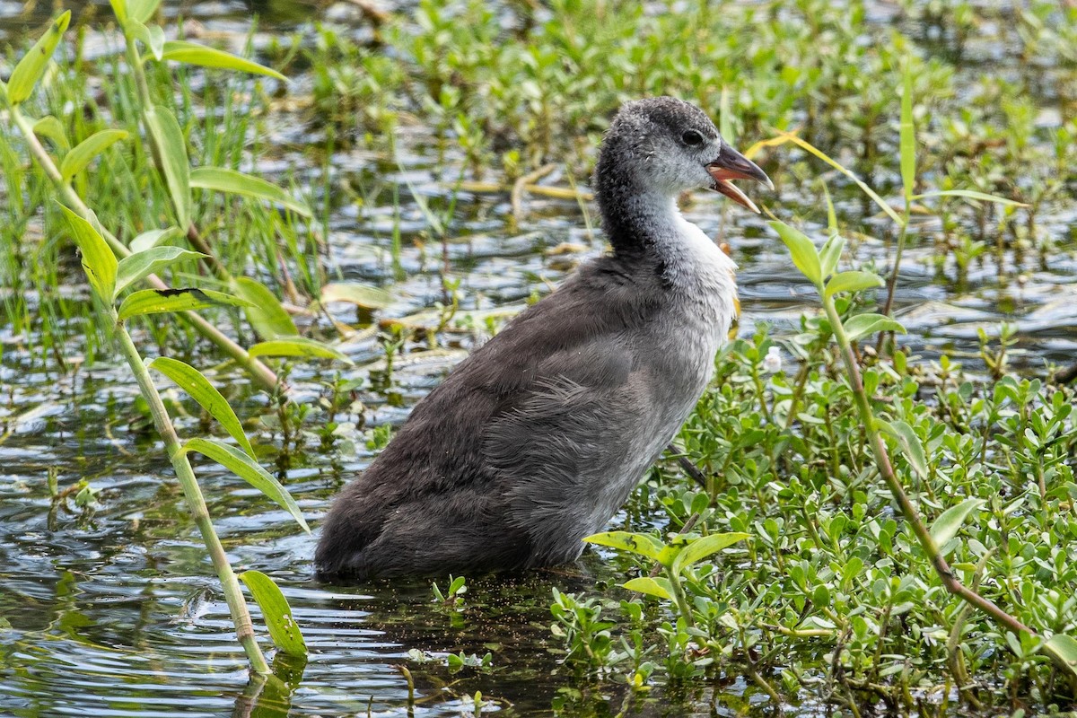 Hawaiian Coot - ML267191991