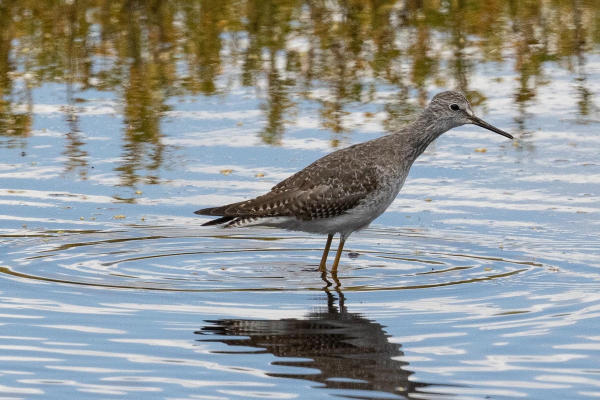 Lesser Yellowlegs - ML267192111