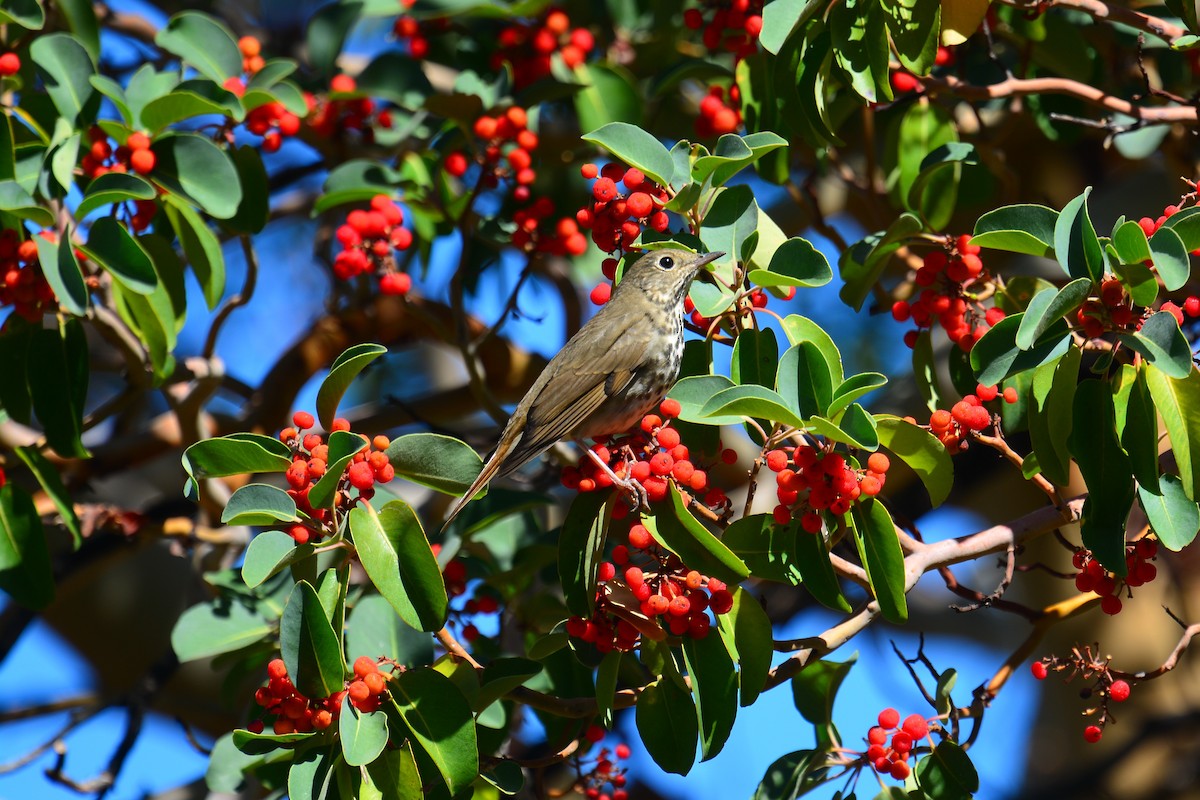 Hermit Thrush - ML267193621