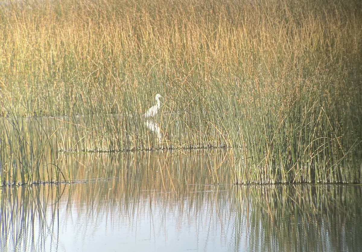 Snowy Egret - ML267193991