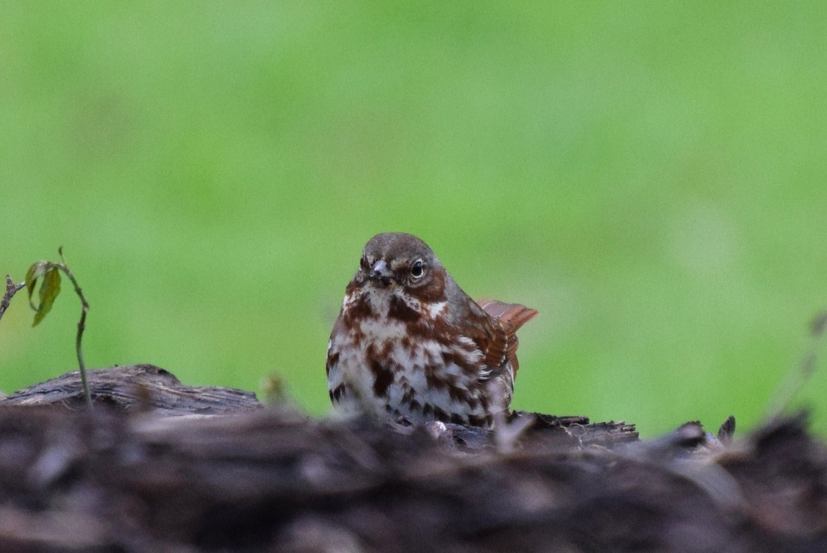 Fox Sparrow - ML26719401