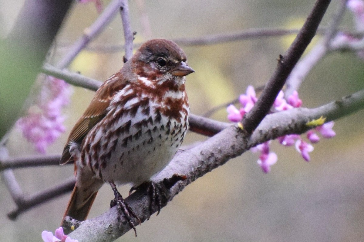 Fox Sparrow - ML26719411