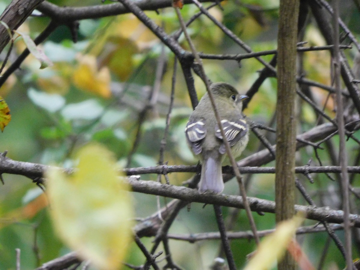 Yellow-bellied Flycatcher - ML267195821