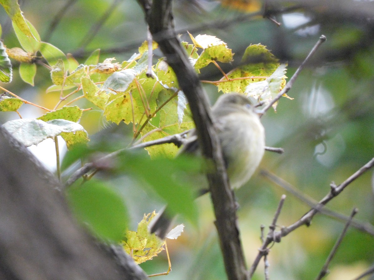 Yellow-bellied Flycatcher - ML267195841