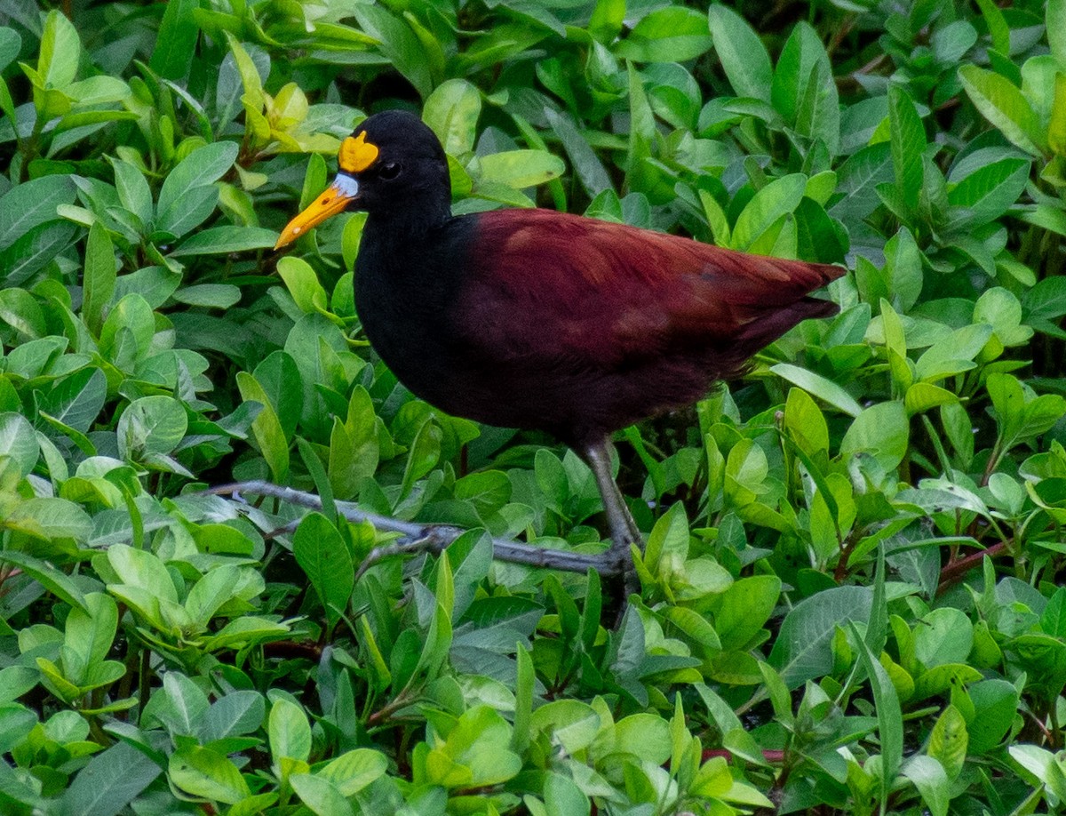 Northern Jacana - ML267196731