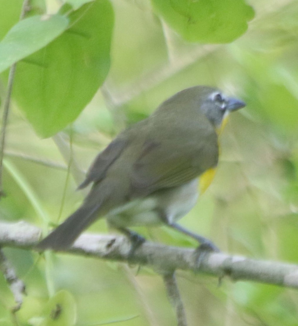Yellow-breasted Chat - ML267199821